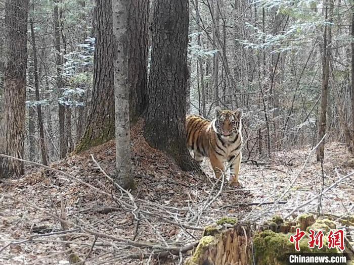 吉林挖机师傅偶遇老虎巡山，人与自然和谐共生引深思