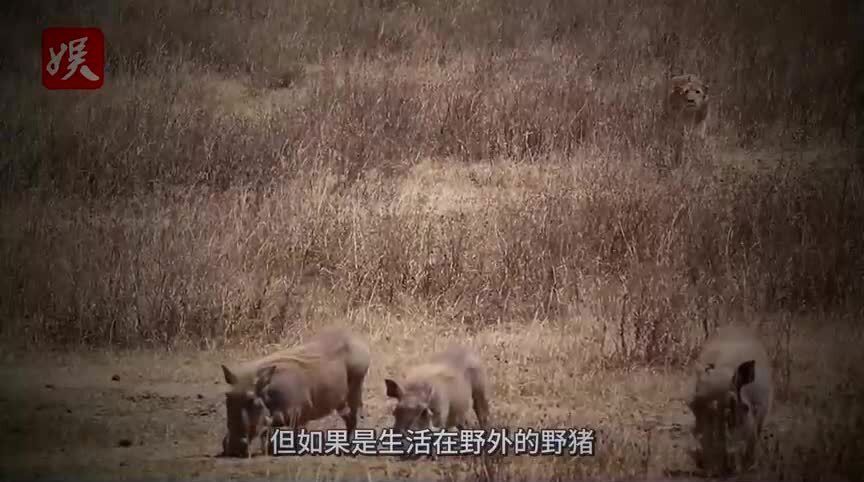 野猪入侵村庄破坏新坟，逝者衣物遭践踏引发关注