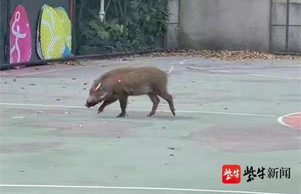 池州高校内野猪狂奔事件，生态与安全管理挑战的背后