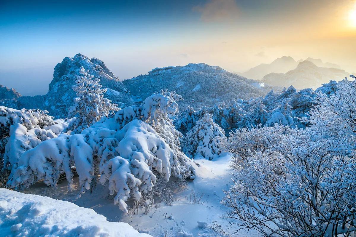 黄山金色雪景，雪落松海，诗意画卷呈现眼前