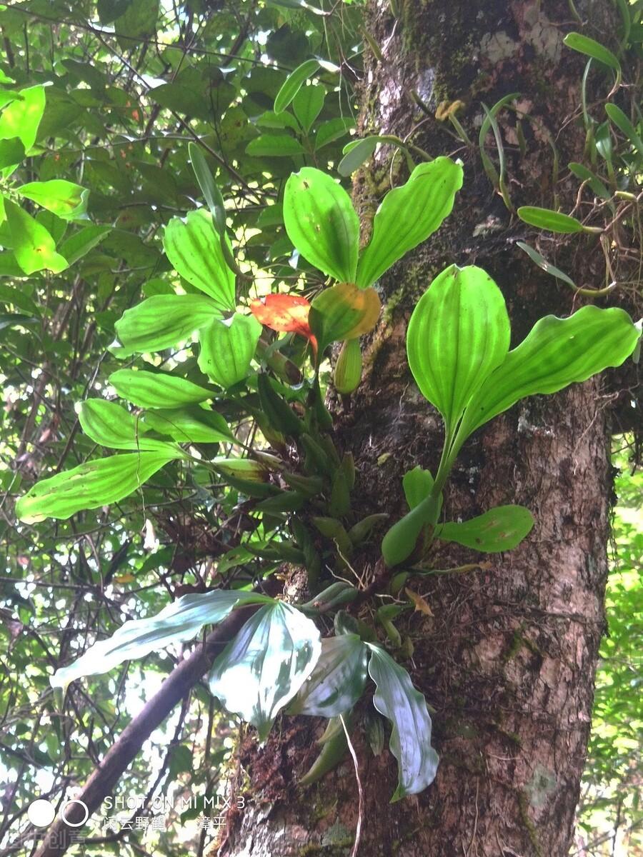 中医草药在现代养生中的关键应用