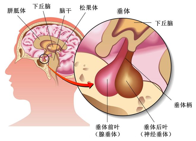 中医调节内分泌系统平衡的方法与策略