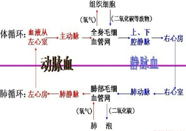 中医改善血液循环的方法与效果解析