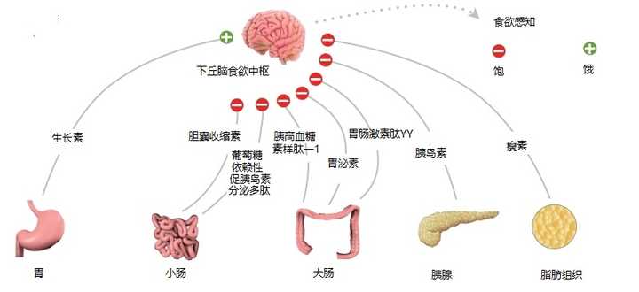 如何通过食物调控体内激素水平平衡